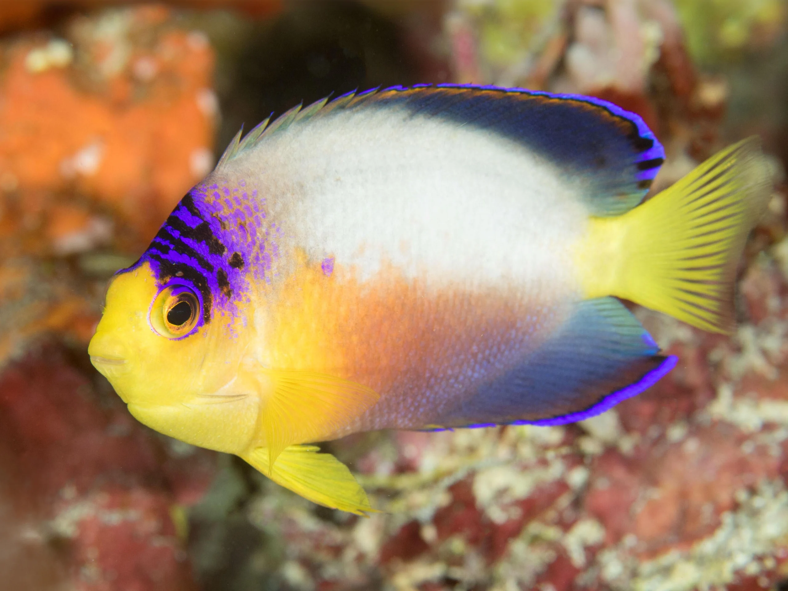 ecoharvest multicolor angelfish