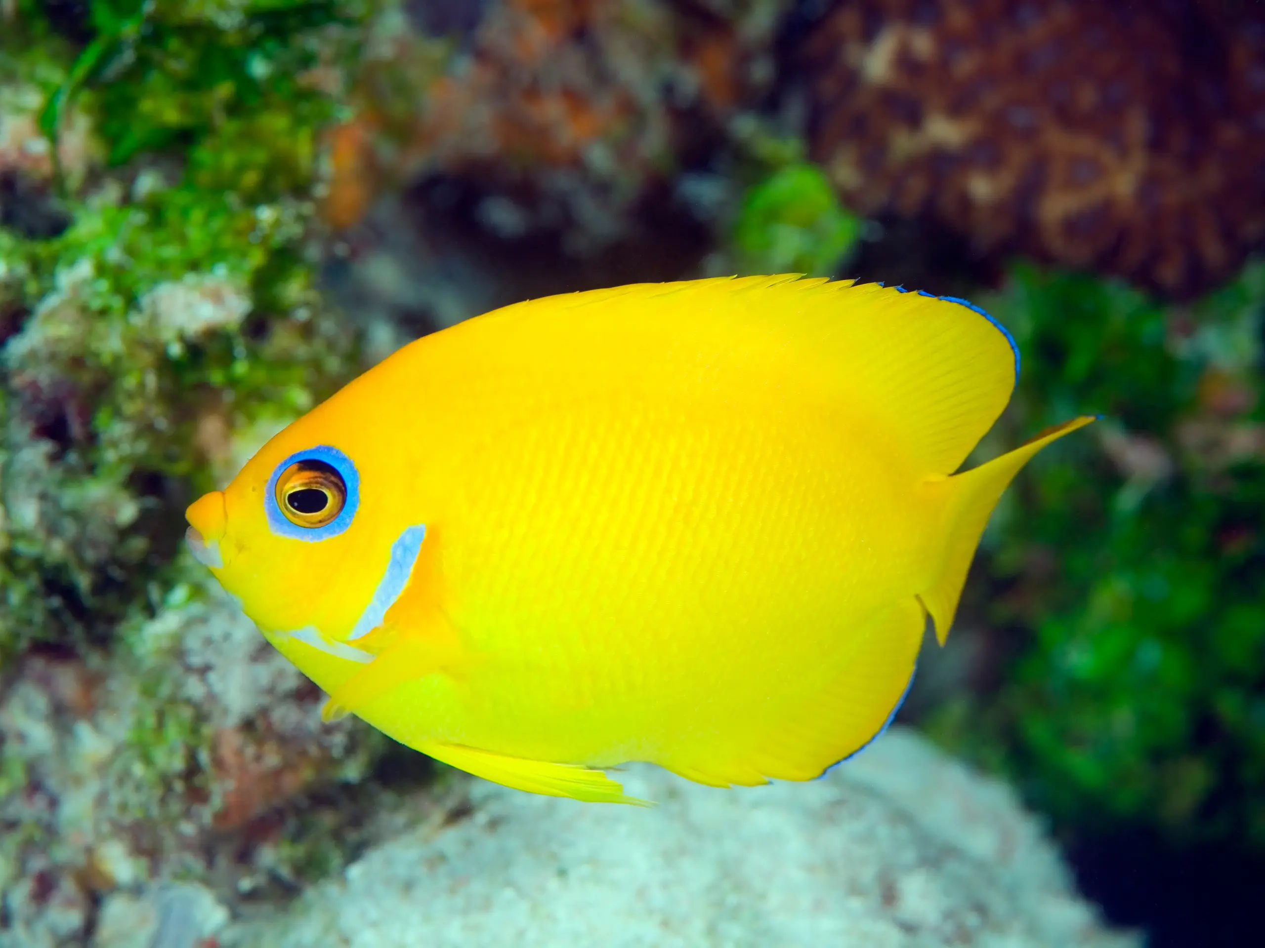ecoharvest lemon peel angelfish